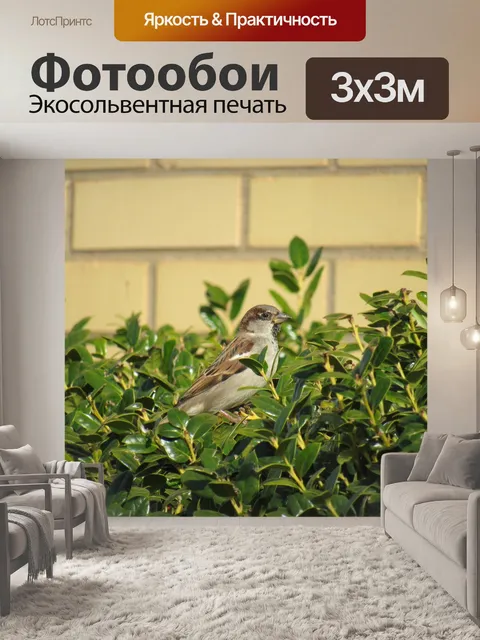 Фотообои Птица
