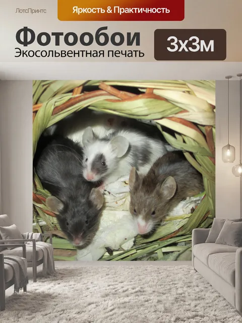 Фотообои мышей