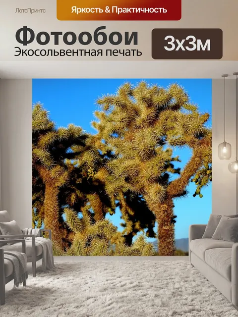Фотообои Чолла кактус