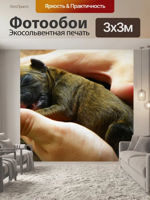 Фотообои Новорожденный щенок Боксера