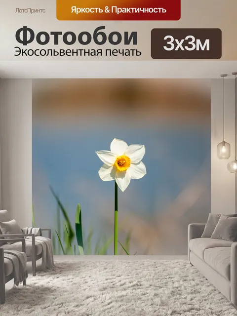 Фотообои Цветок, Нарцисс, Нарцисс