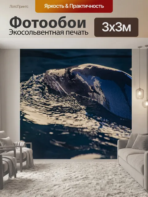 Фотообои Морской лев плавает