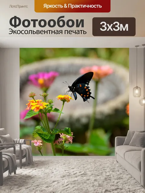Фотообои Черный Махаон Бабочка