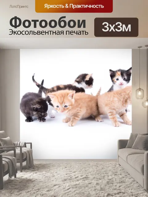 Фотообои Кот