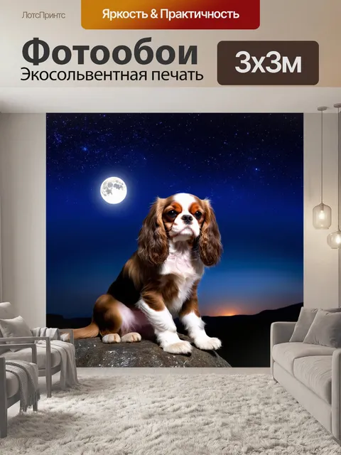 Фотообои на ночь звёздное небо, верный кавалер кинг чарльз спаниель, сидит на скале, смотря на звёзды, в свете луны