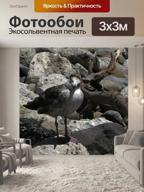 Фотообои любознательная чайка