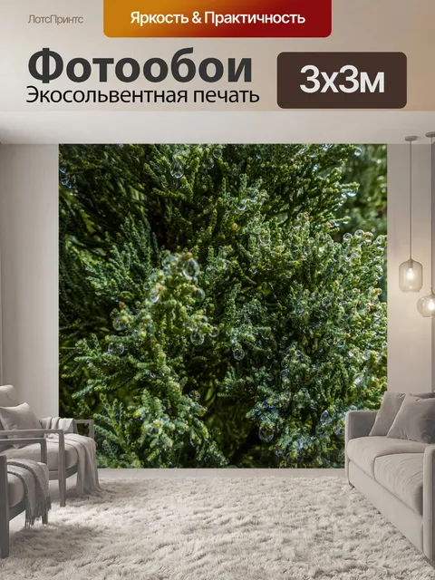 Фотообои Дождь покрытый можжевельник
