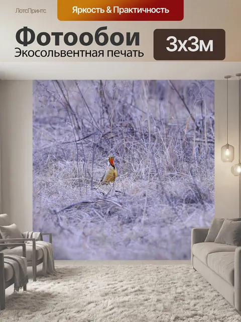 Фотообои оранжевый грудью longclaw