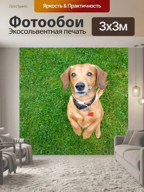 Фотообои Собака, стоя на траве