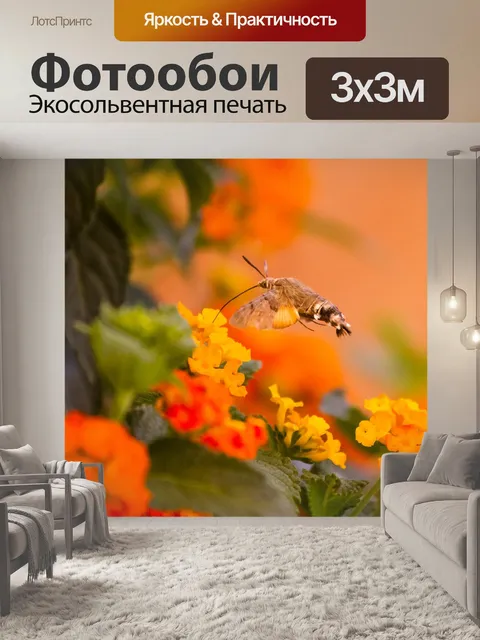 Фотообои Колибри ястреб моли