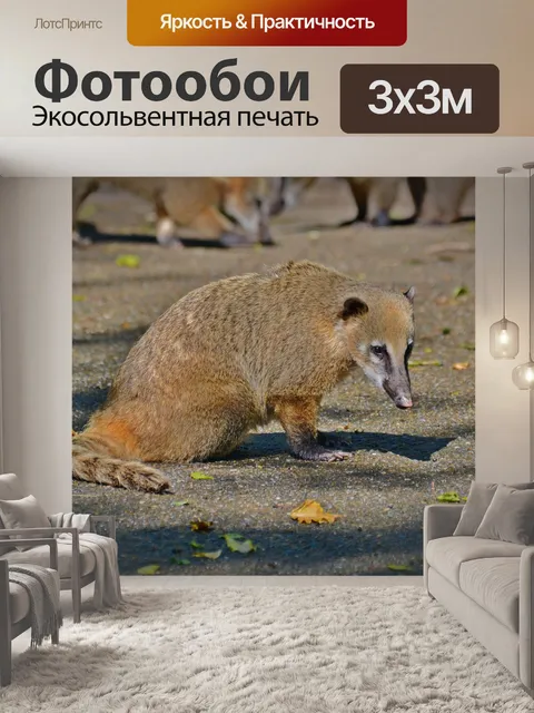 Фотообои Коати