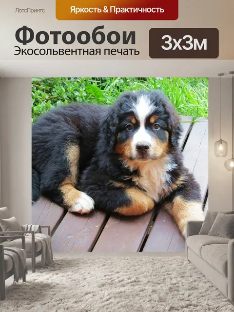 Фотообои Собака