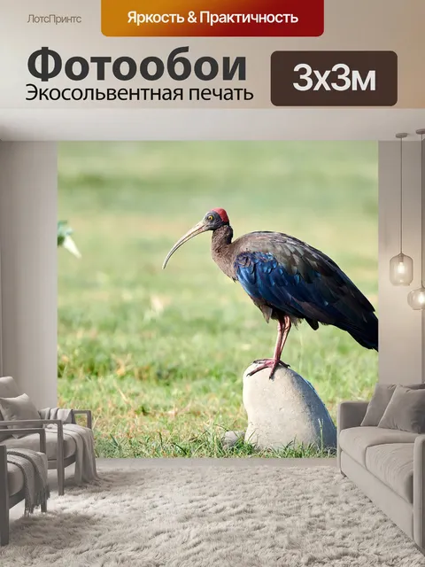 Фотообои Ибис