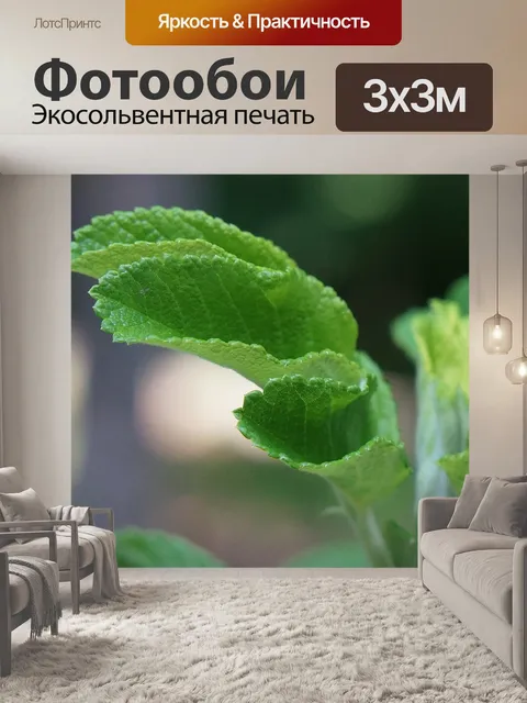 Фотообои Листья розы крупным планом