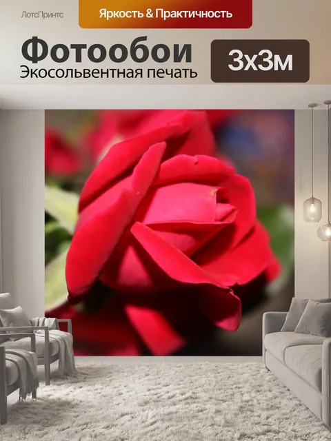 Фотообои Красная роза