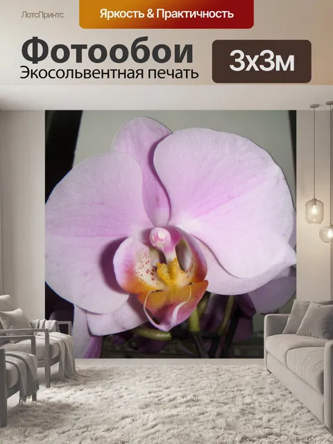 Фотообои орхидея