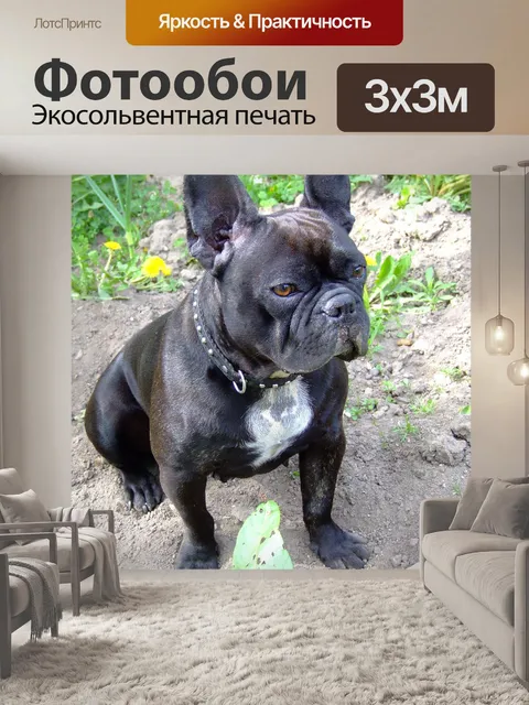 Фотообои Французский бульдог Нора на землю