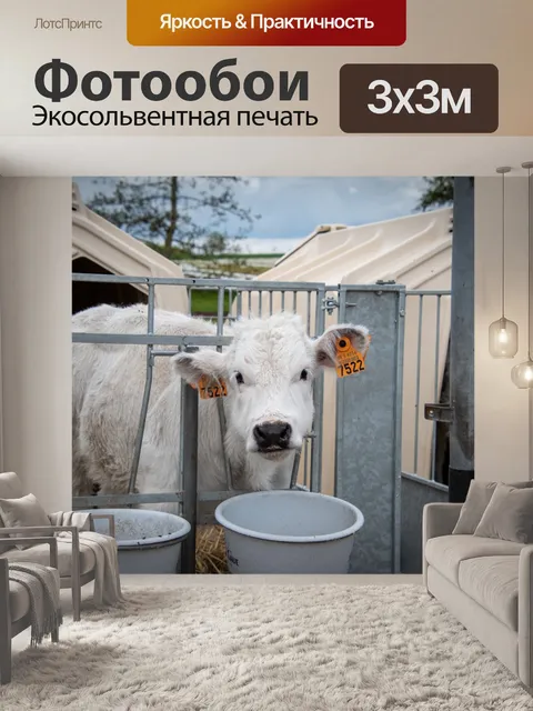Фотообои Корова, теленок