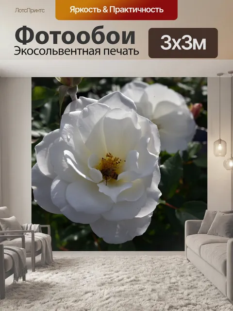 Фотообои Белая Роза Желтая Пчела