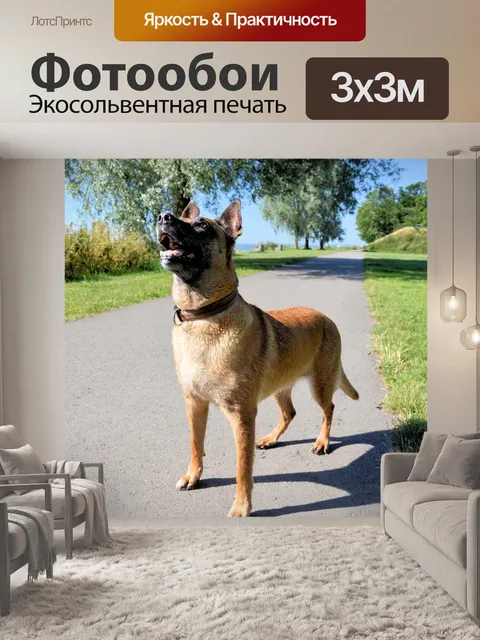 Фотообои Овчарка