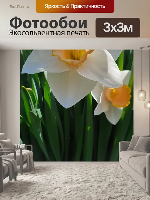 Фотообои Нарциссы