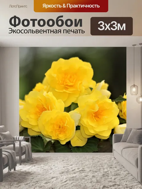 Фотообои Желтые цветы бегонии крупным планом