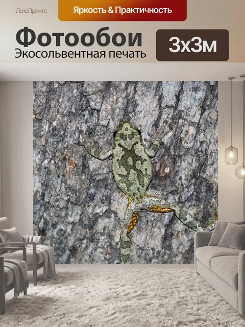 Фотообои Серая древесная лягушка