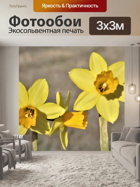 Фотообои Три желтых нарцисса крупным планом