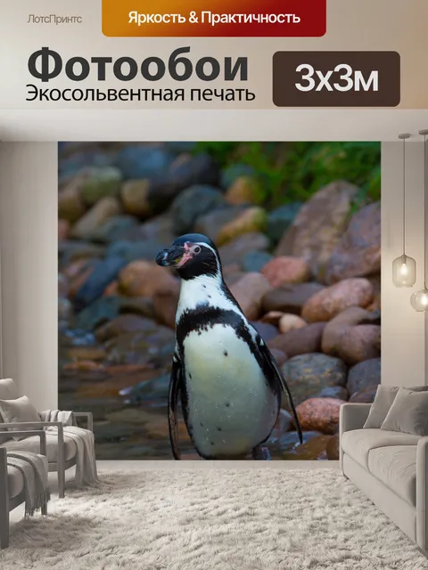 Фотообои африканские пингвины