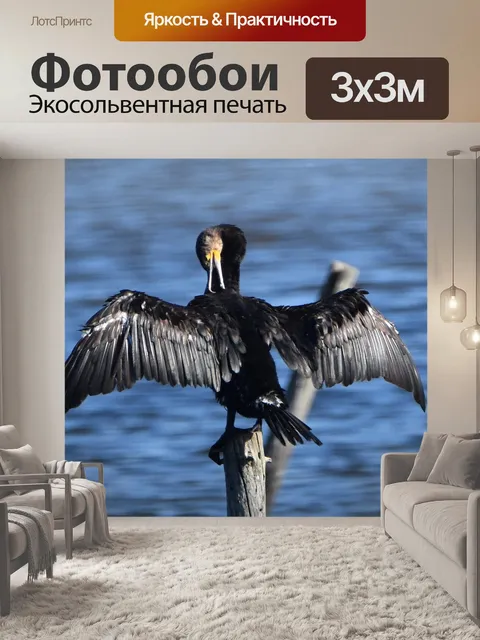 Фотообои Баклан