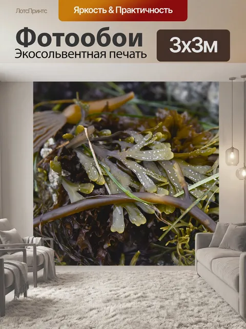 Фотообои Водоросли Натюрморт