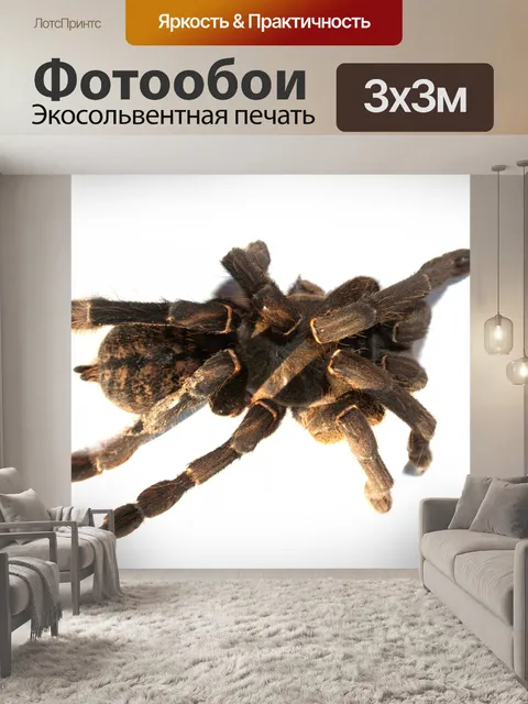 Фотообои Тарантул паук