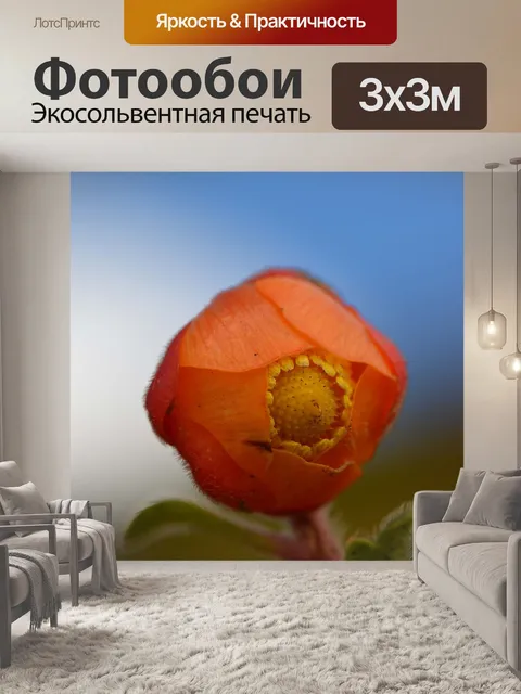 Фотообои Лютиковые