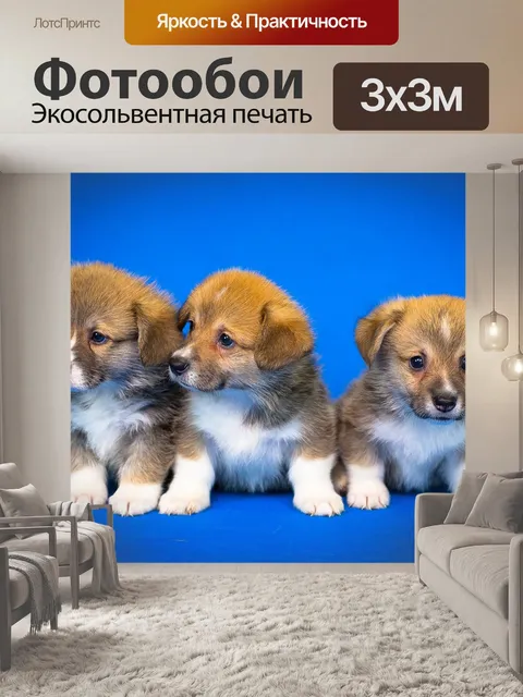Фотообои Вельш-корги пемброк
