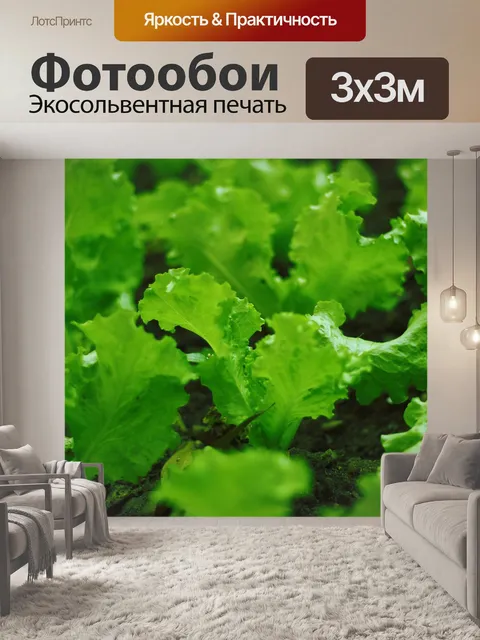 Фотообои Посадки салата