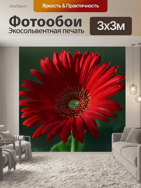 Фотообои Красная гербера Дейзи