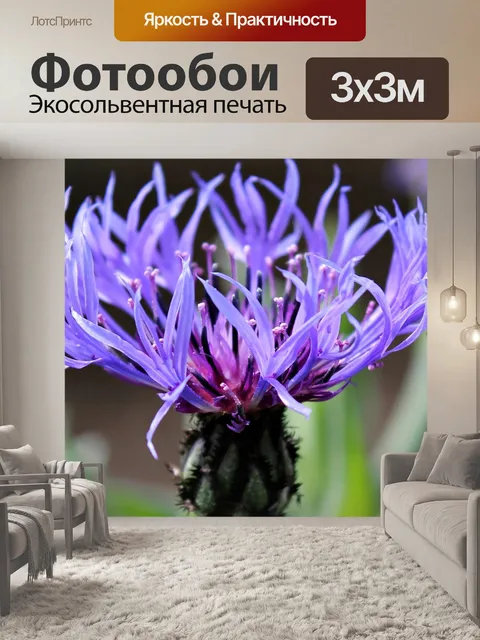 Фотообои Васильковый