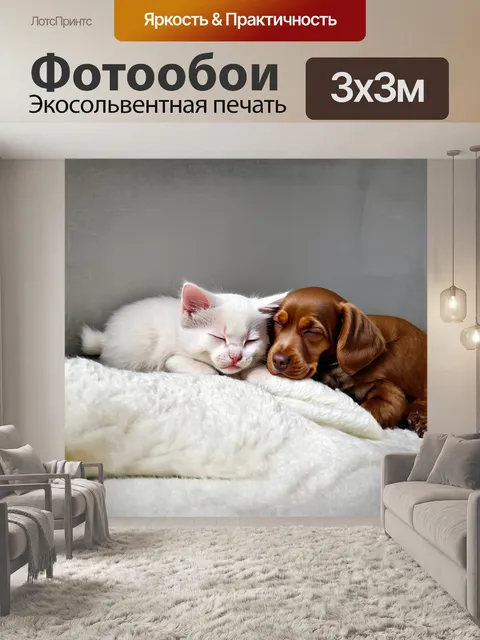 Фотообои белоснежный котенок и щенок-коккер с длинными ушами мирно спят под ярким пледом в современном интерьере