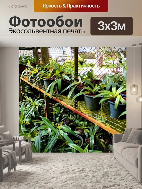 Фотообои Леди тапочка Орхидея Интанон Националь