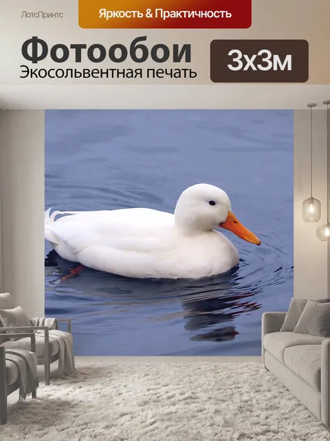 Фотообои Гусь белая утка птица