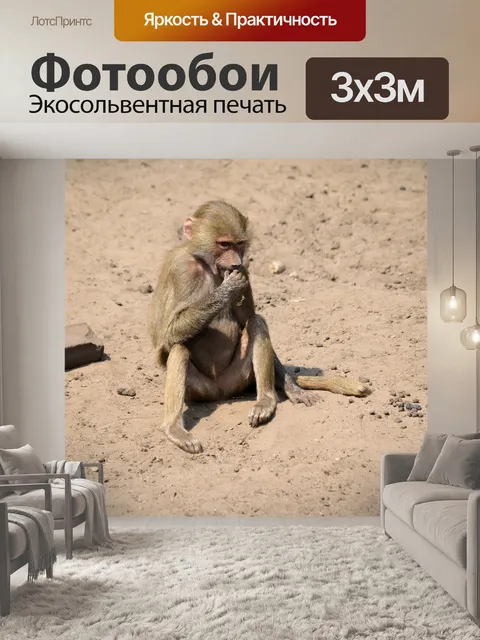 Фотообои Бабуин 5