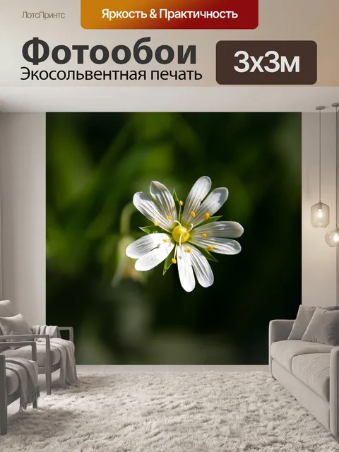 Фотообои Цветок, Рабелера, белые лепестки