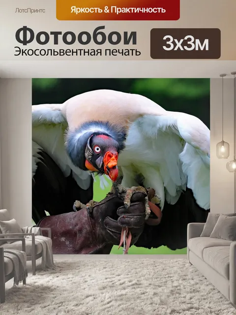 Фотообои Король гриф