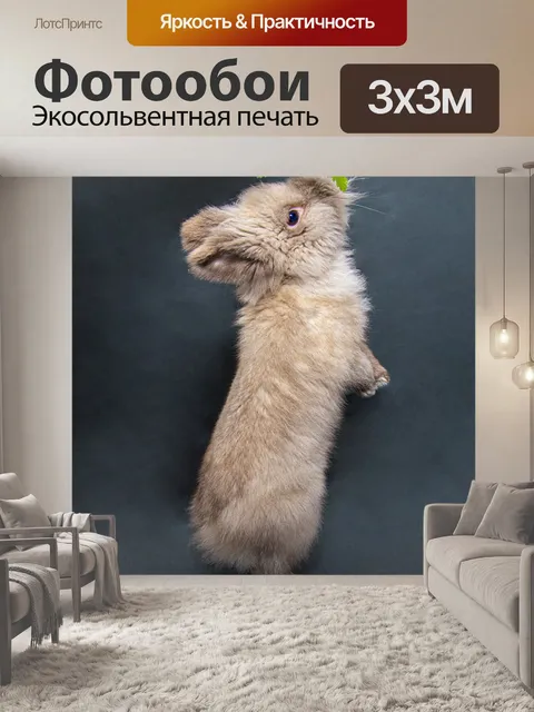 Фотообои Кролик