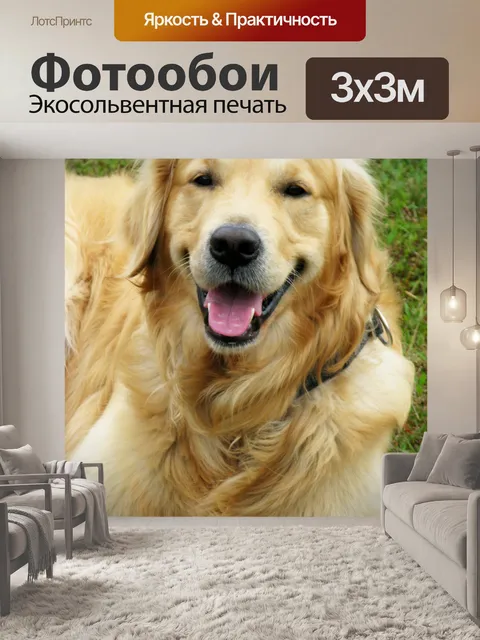 Фотообои Золотистый ретривер
