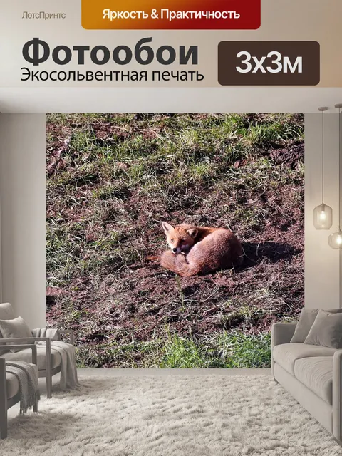 Фотообои Лиса