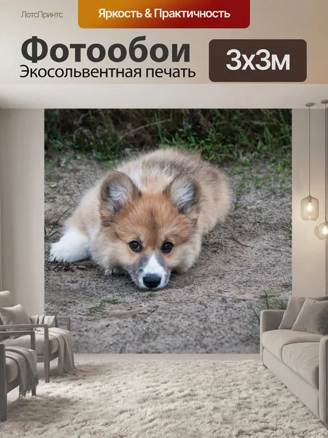 Фотообои Вельш корги