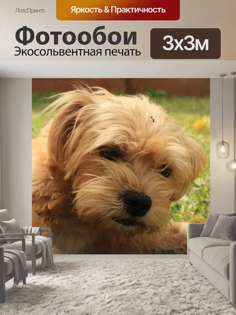 Фотообои Собака