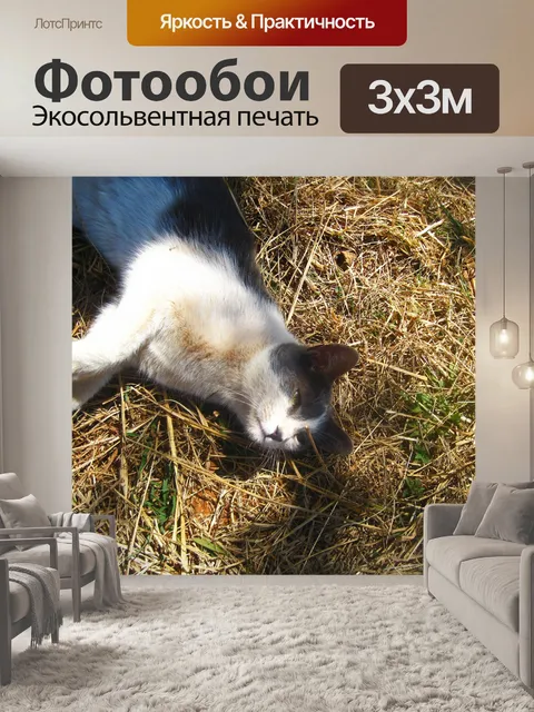 Фотообои серый и белый бездомный кот