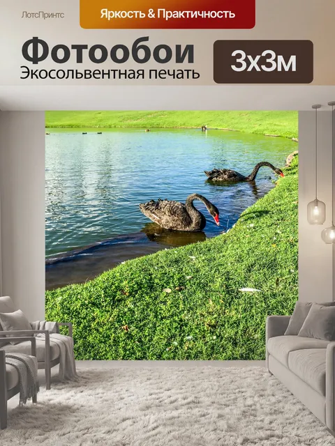 Фотообои Черные лебеди